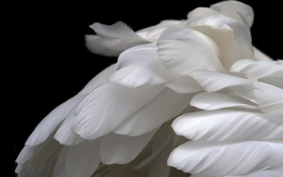 BCF Life Sciences rejoint Sparkfood